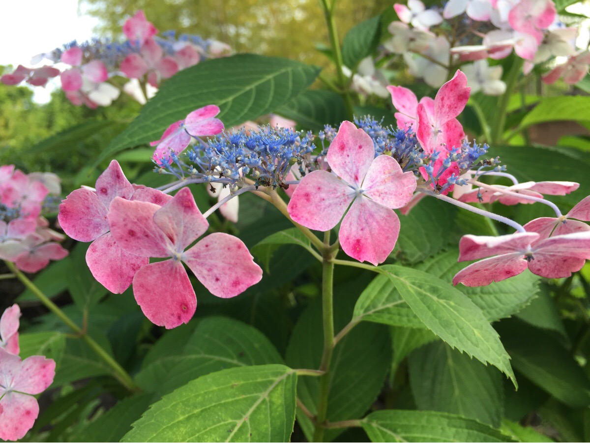 江戸川区 色とりどりのアジサイたち 江戸川区内の紫陽花みどころをお教えします 号外net 江戸川区