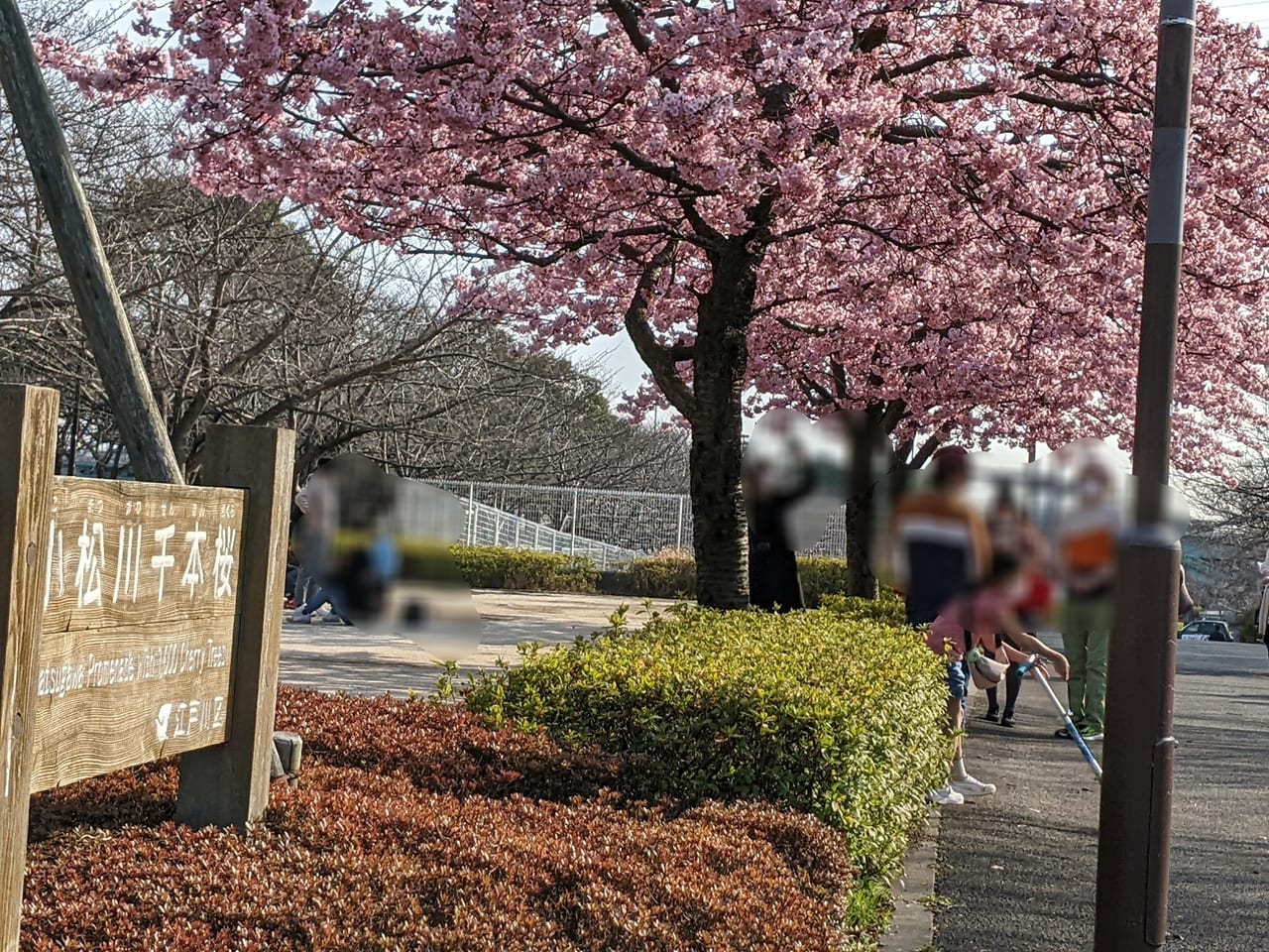 小松川千本桜