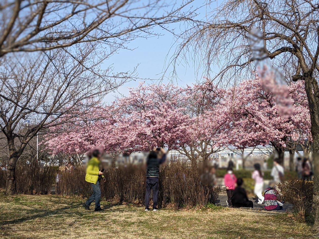 小松川千本桜