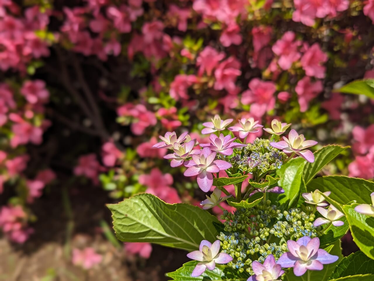 紫陽花