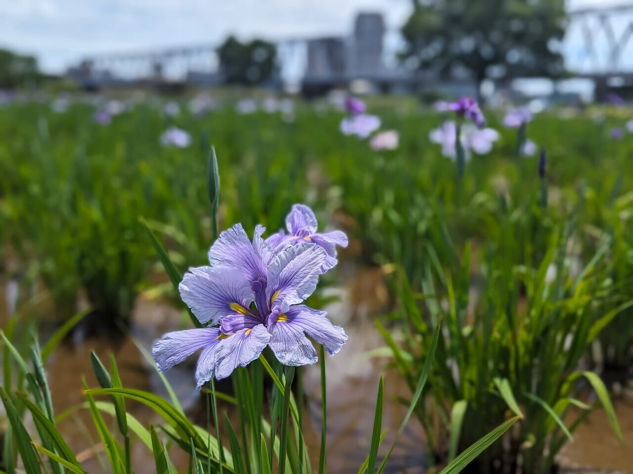 菖蒲