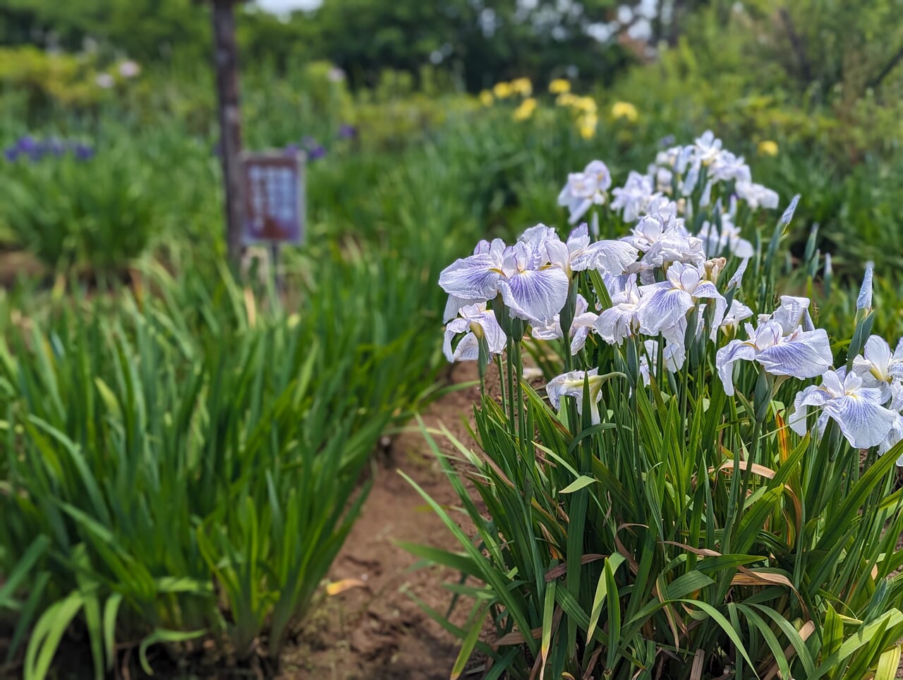 菖蒲