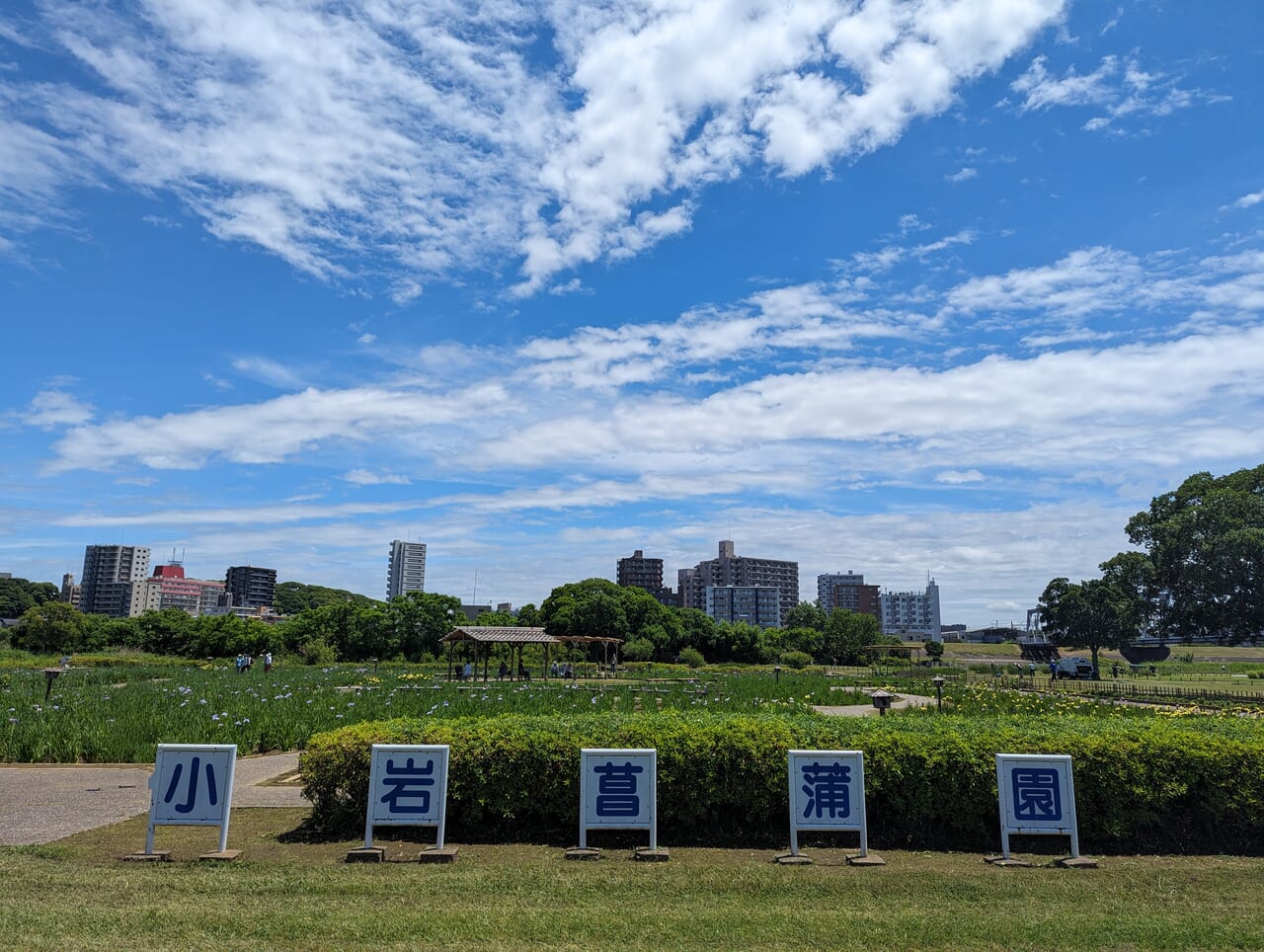 小岩菖蒲園