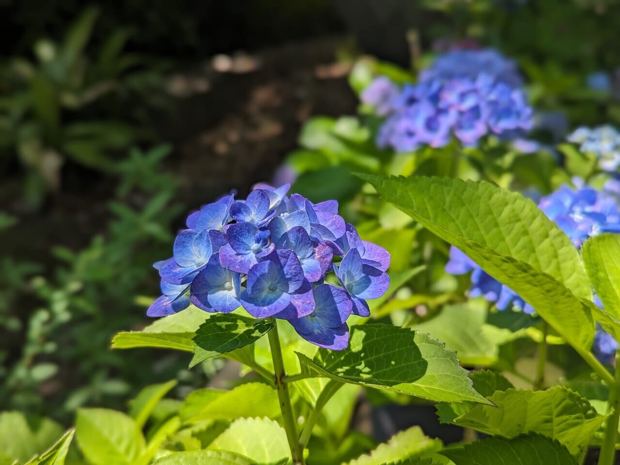 紫陽花