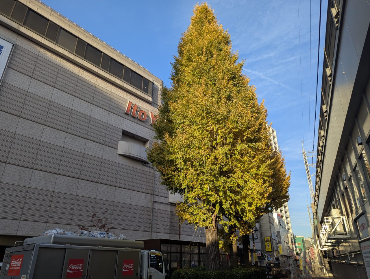 銀杏のき