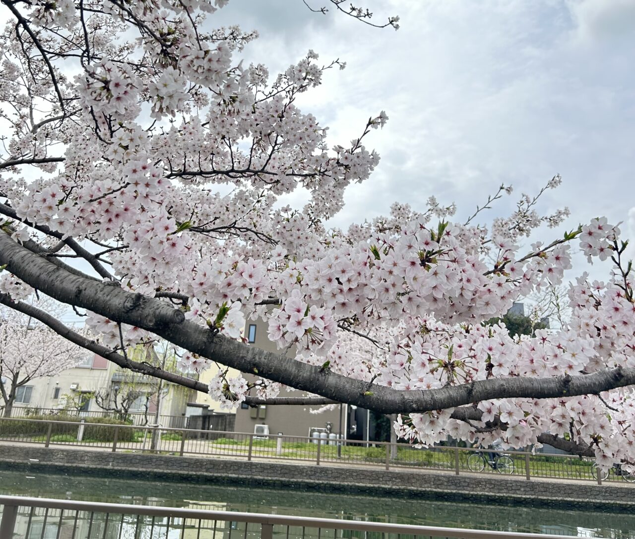 葛西や船堀、一之江が最寄りの新川の桜