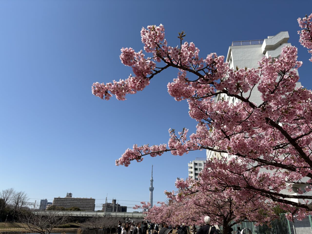 2025年旧中川の河津桜満開