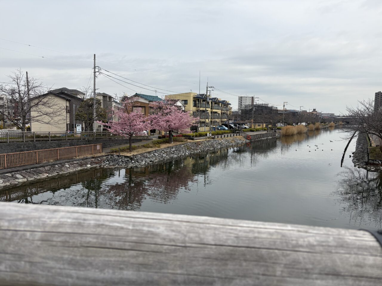 葛西や船堀、一之江が最寄りの新川の桜