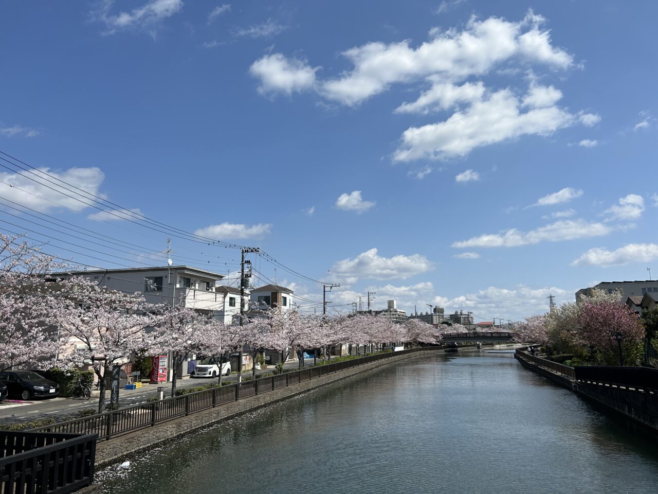 葛西や船堀、一之江が最寄りの新川の桜