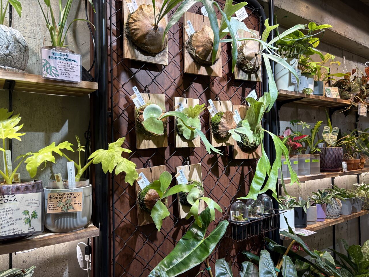 西葛西にある観葉植物とカフェのお店「HATASU」