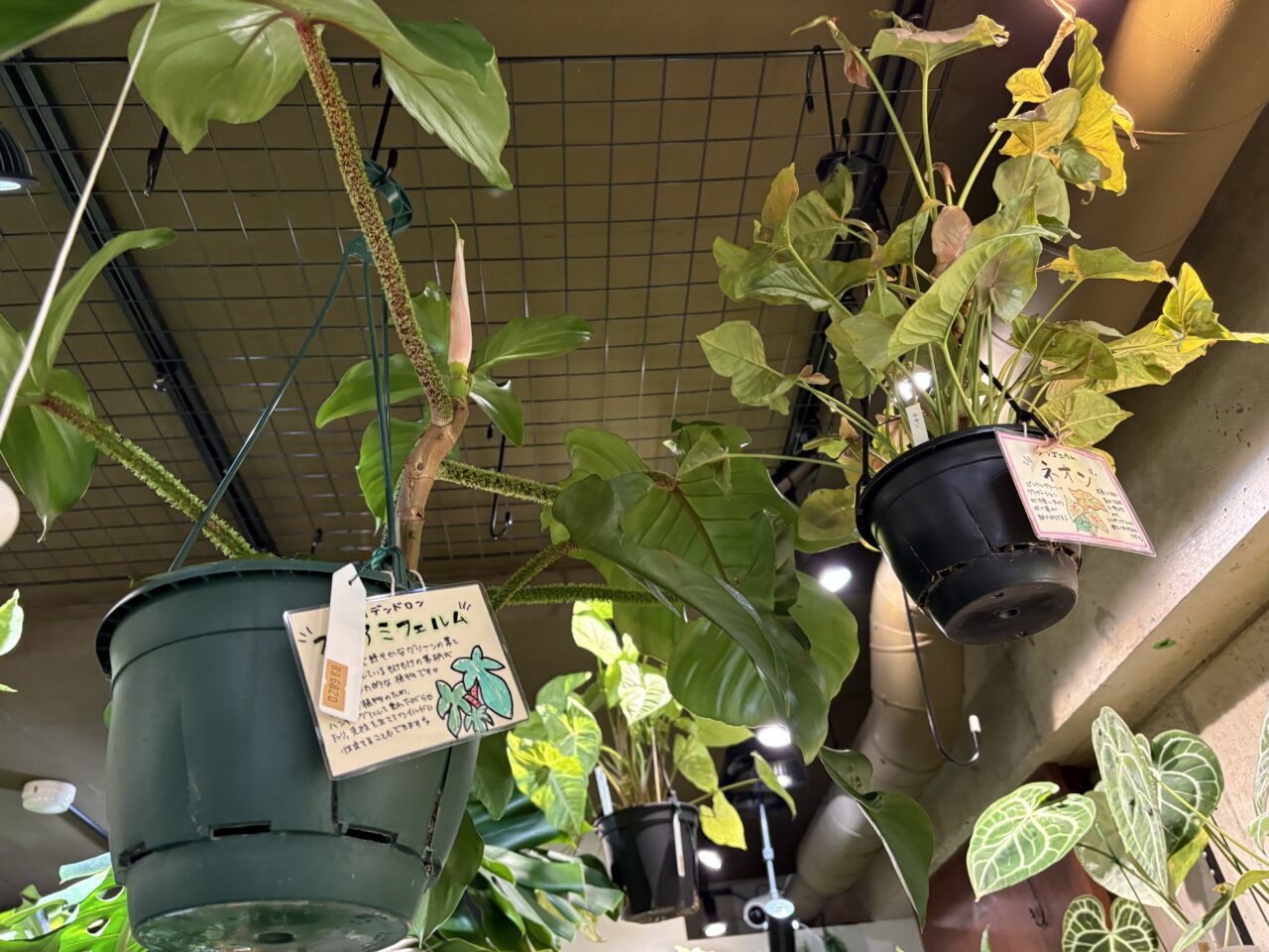 西葛西にある観葉植物とカフェのお店「HATASU」