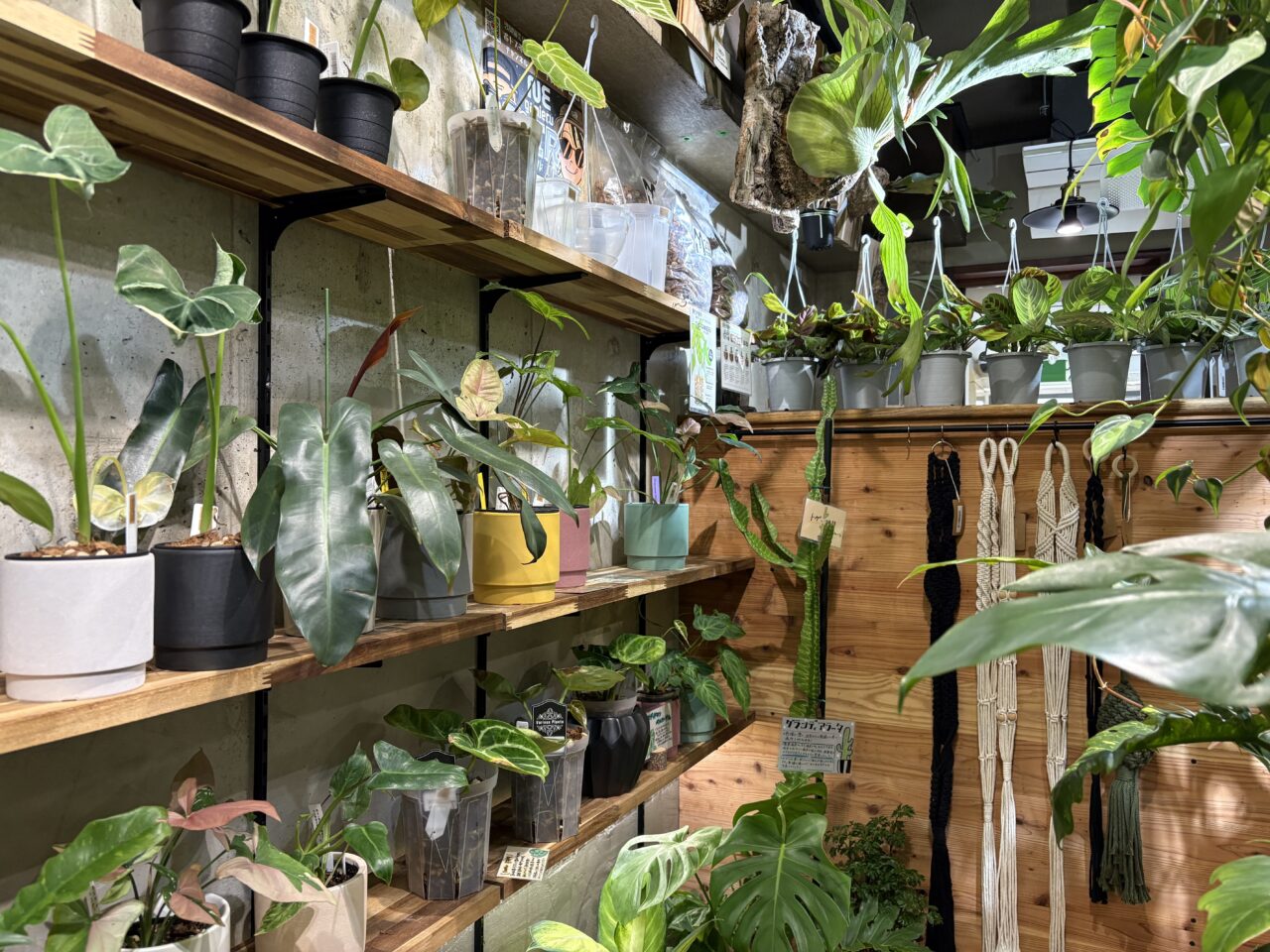 西葛西にある観葉植物とカフェのお店「HATASU」