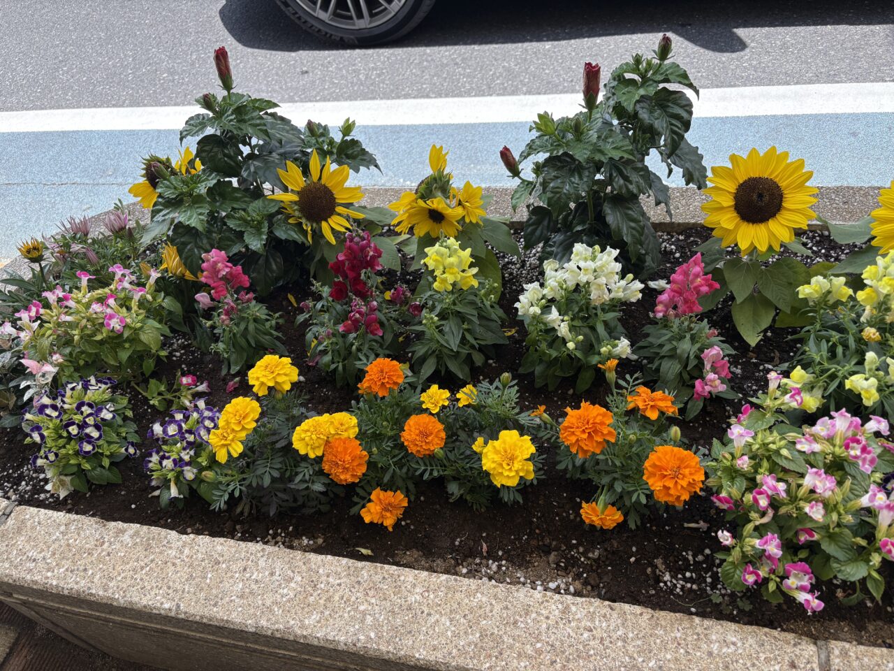 小岩の花壇コンクールのお知らせ
