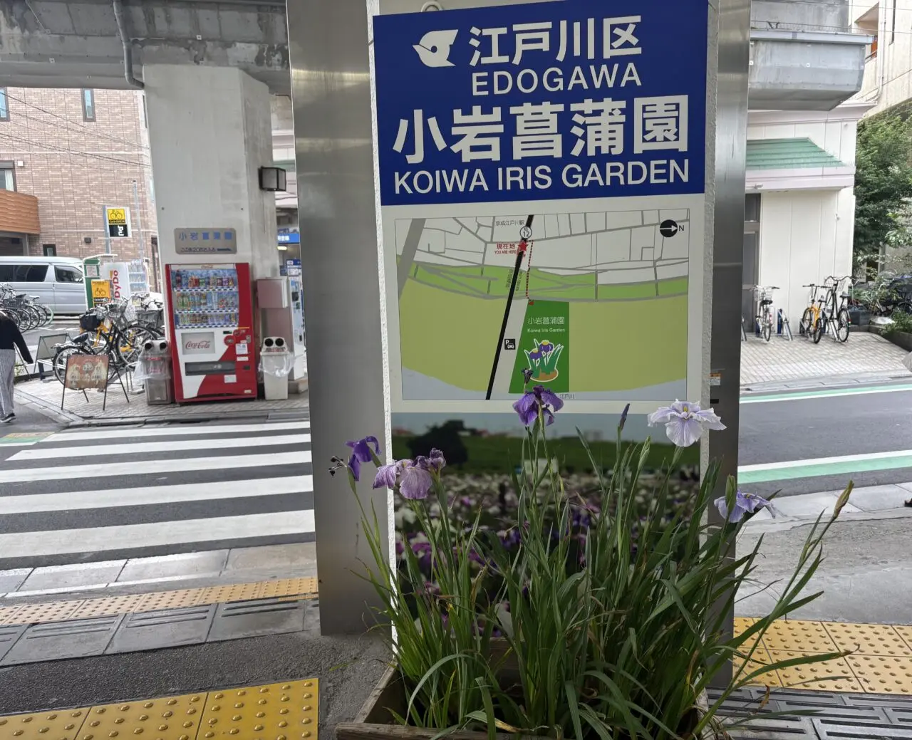 見頃を迎えている小岩菖蒲園まつり