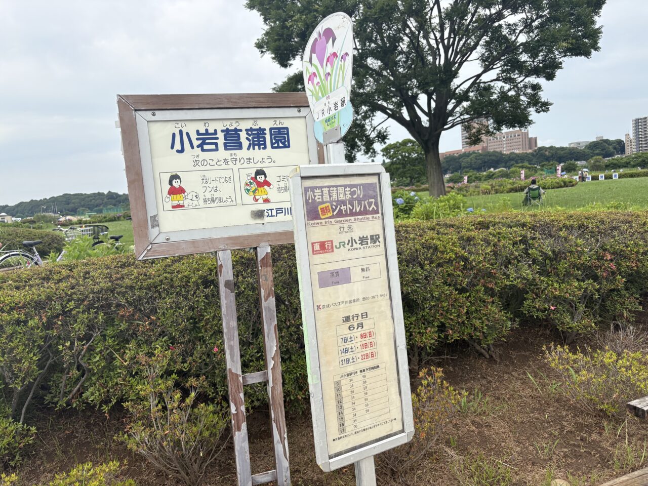 見頃を迎えている小岩菖蒲園まつり