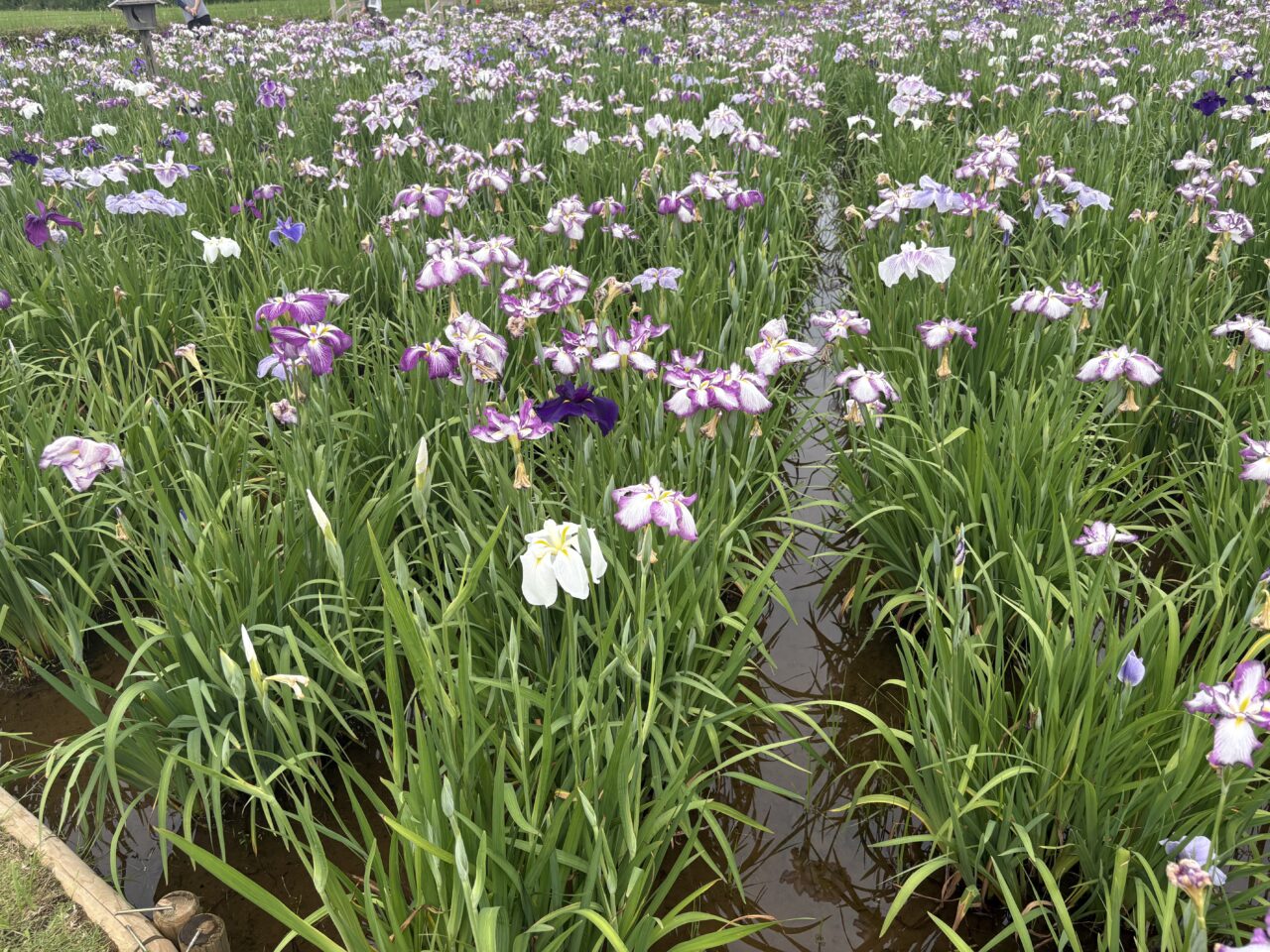 見頃を迎えている小岩菖蒲園まつり