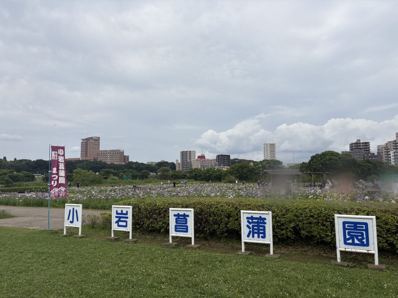 見頃を迎えている小岩菖蒲園まつり
