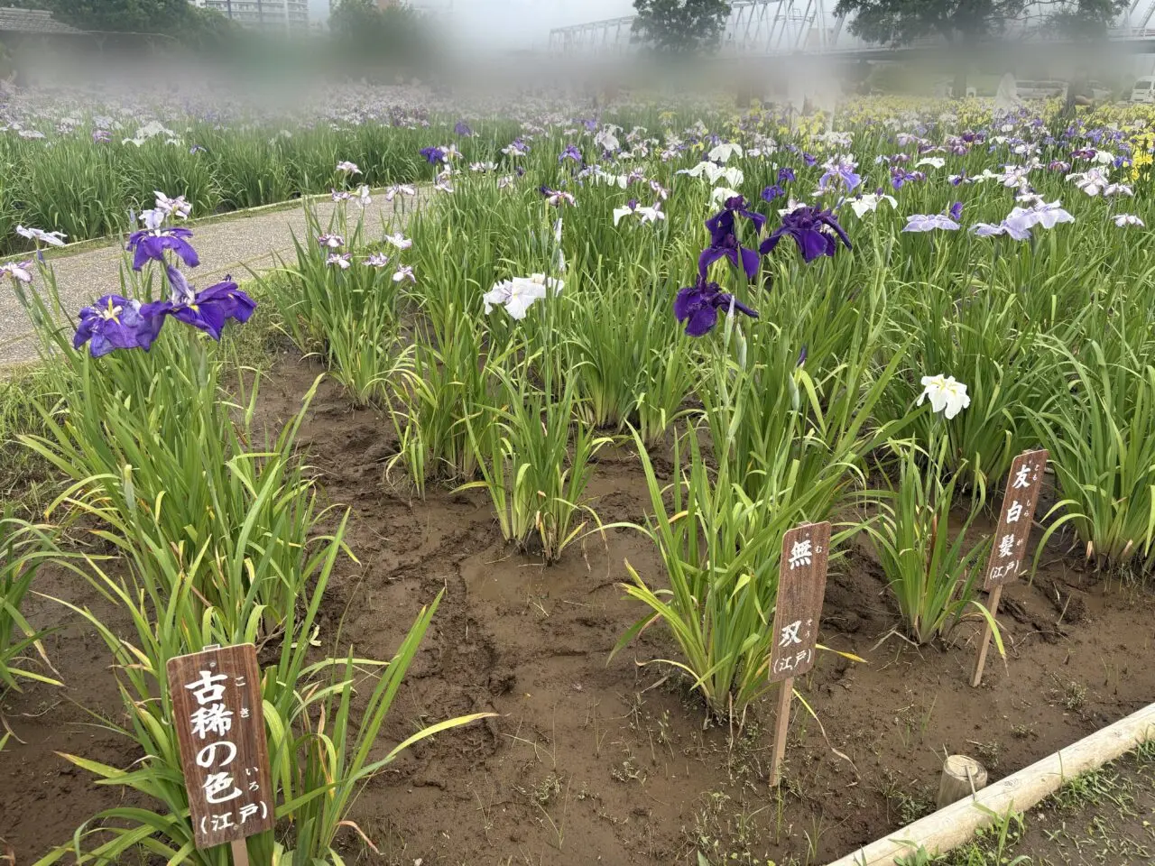 見頃を迎えている小岩菖蒲園まつり