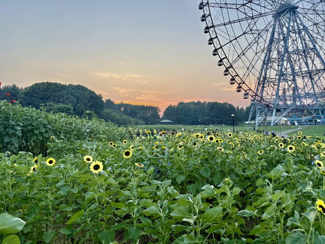 2025年葛西臨海公園のひまわり畑とライトアップ