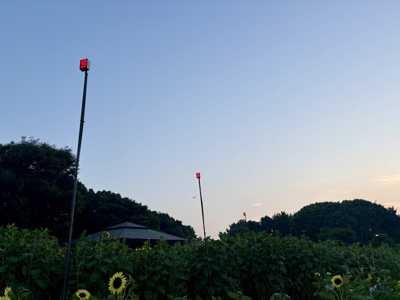 2025年葛西臨海公園のひまわり畑とライトアップ