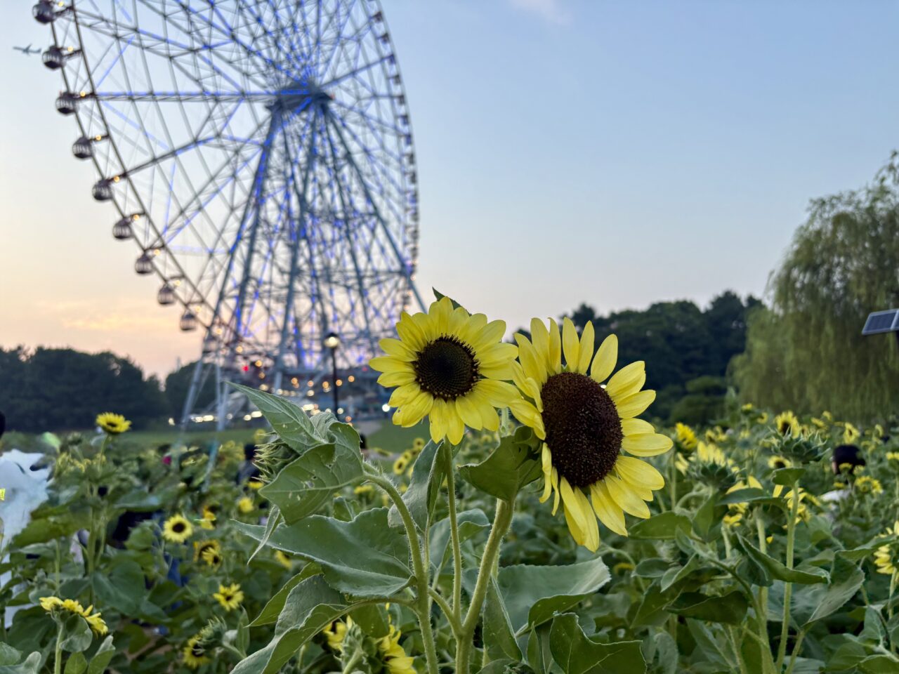 2025年葛西臨海公園のひまわり畑とライトアップ