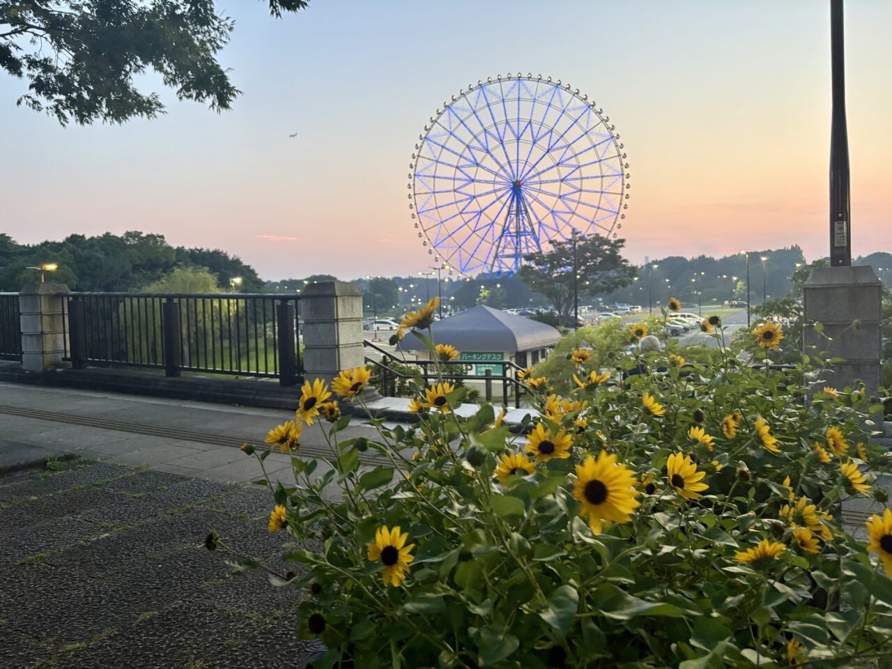 2025年葛西臨海公園のひまわり畑とライトアップ