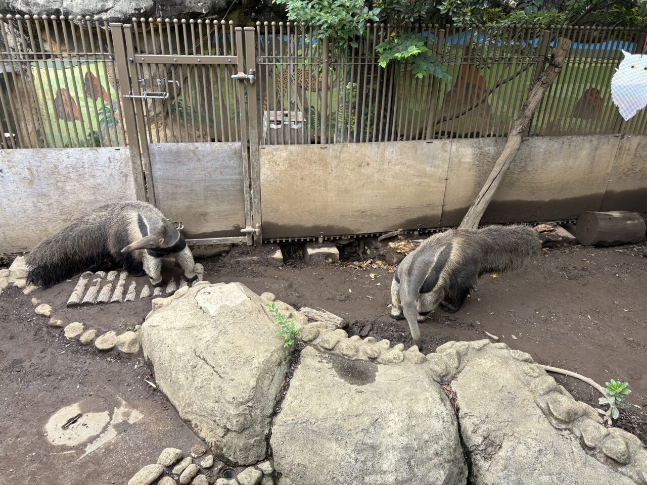 行船公園にある自然動物園のオオクイアリのイベント