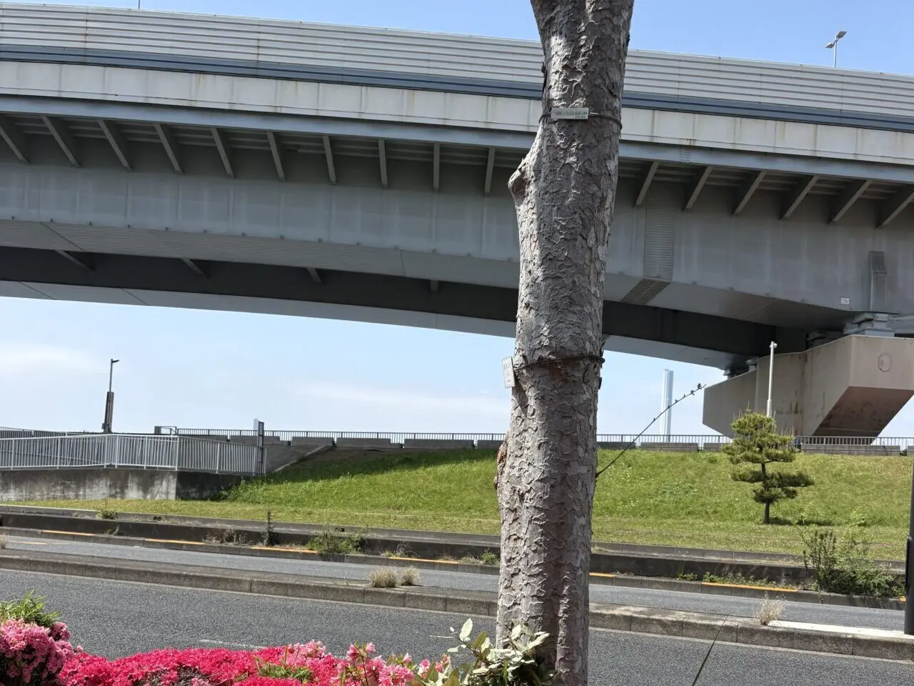 江戸川区でイノシシの目撃情報が相次ぐ、注意喚起