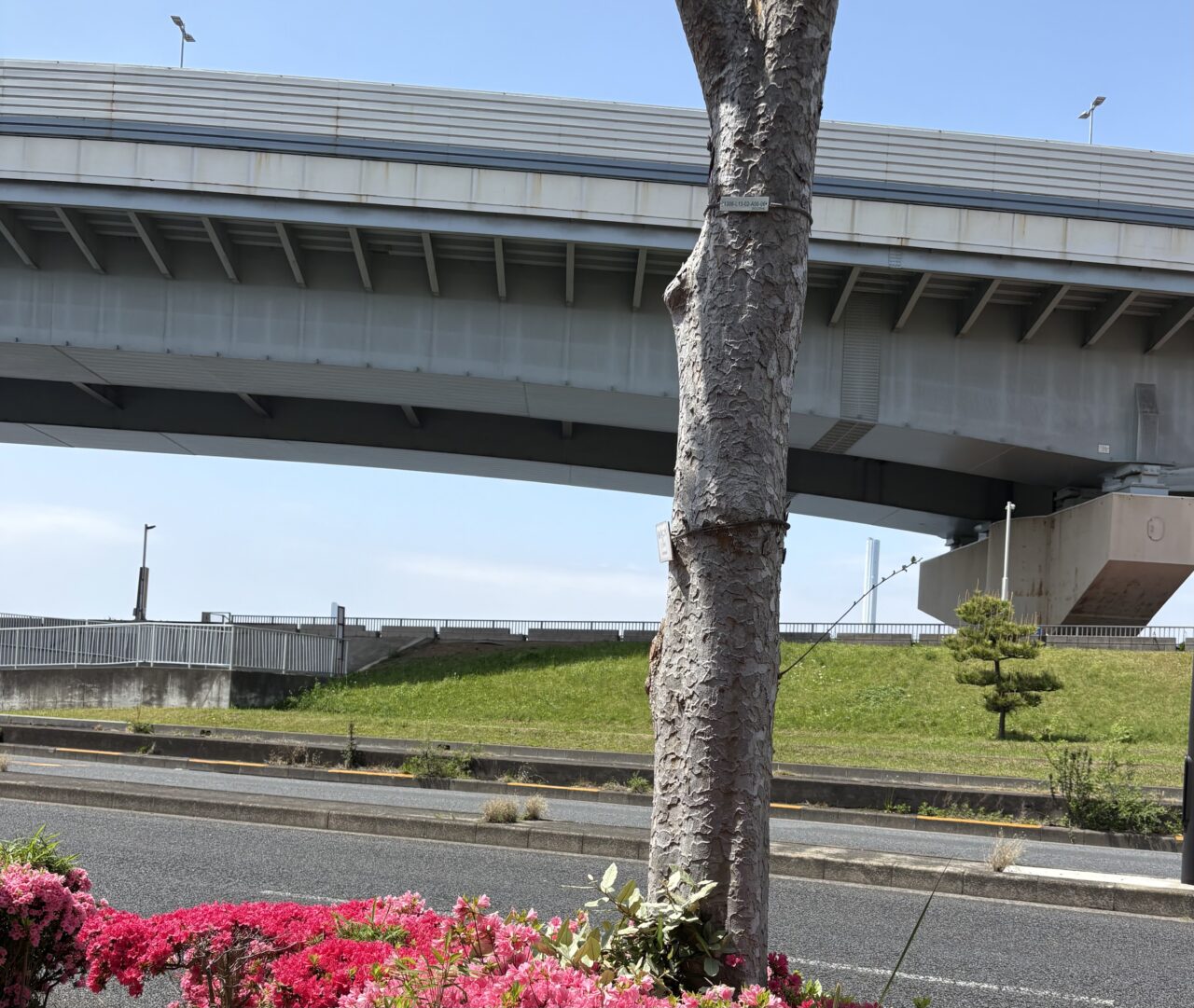 江戸川区でイノシシの目撃情報が相次ぐ、注意喚起