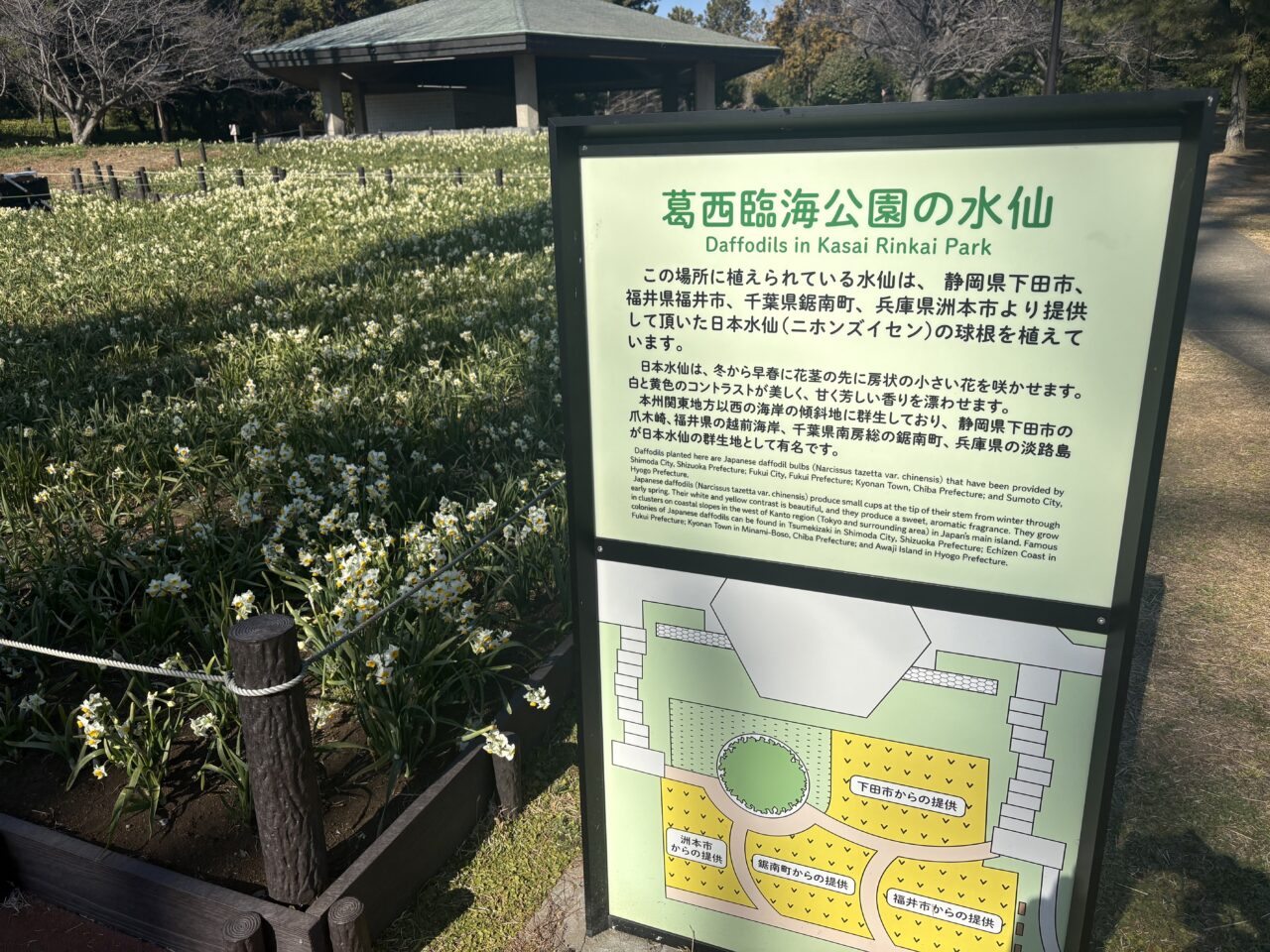 葛西臨海公園で開催される水仙まつり