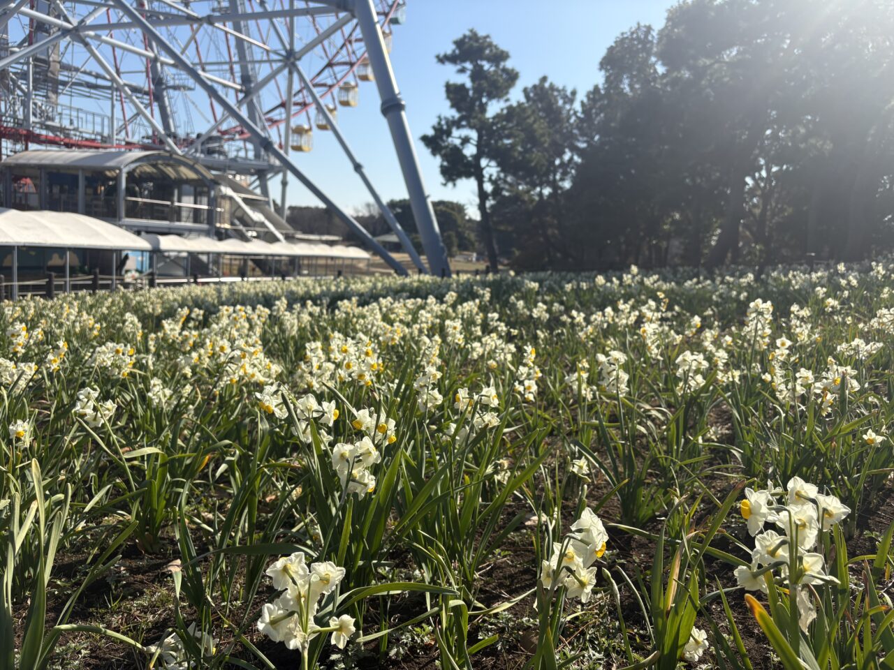 葛西臨海公園で開催される水仙まつり
