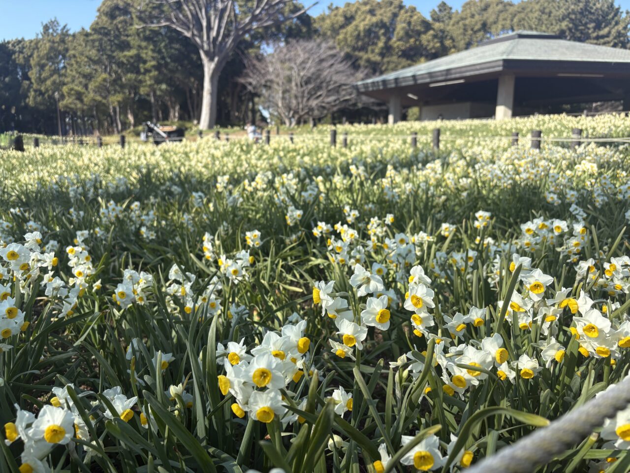 葛西臨海公園で開催される水仙まつり