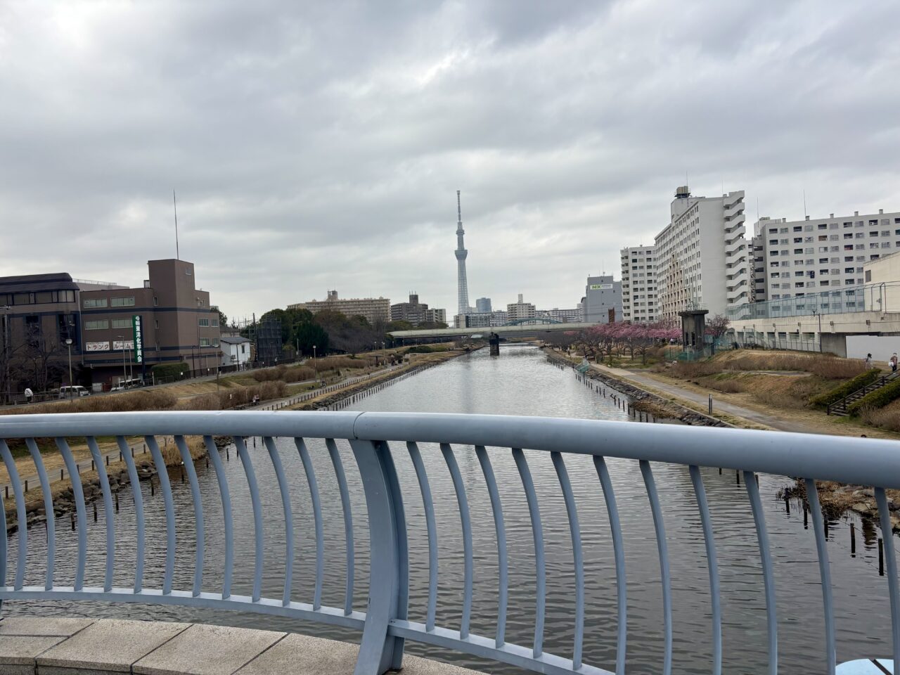 ドラマリブートのロケ地でもあるふれあい橋から見た河津桜、平井