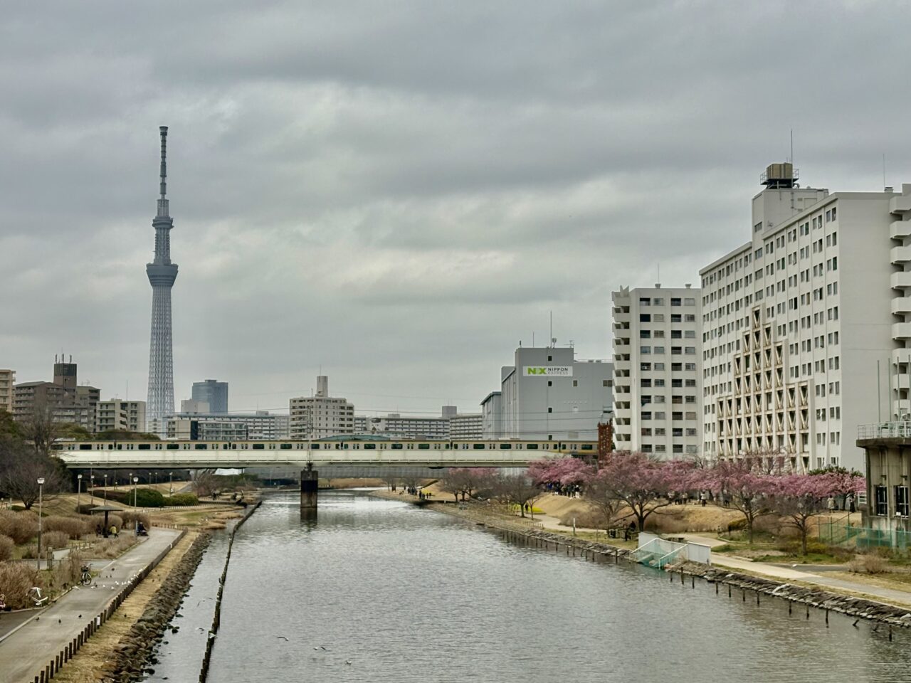 ドラマリブートのロケ地でもあるふれあい橋から見た河津桜、平井