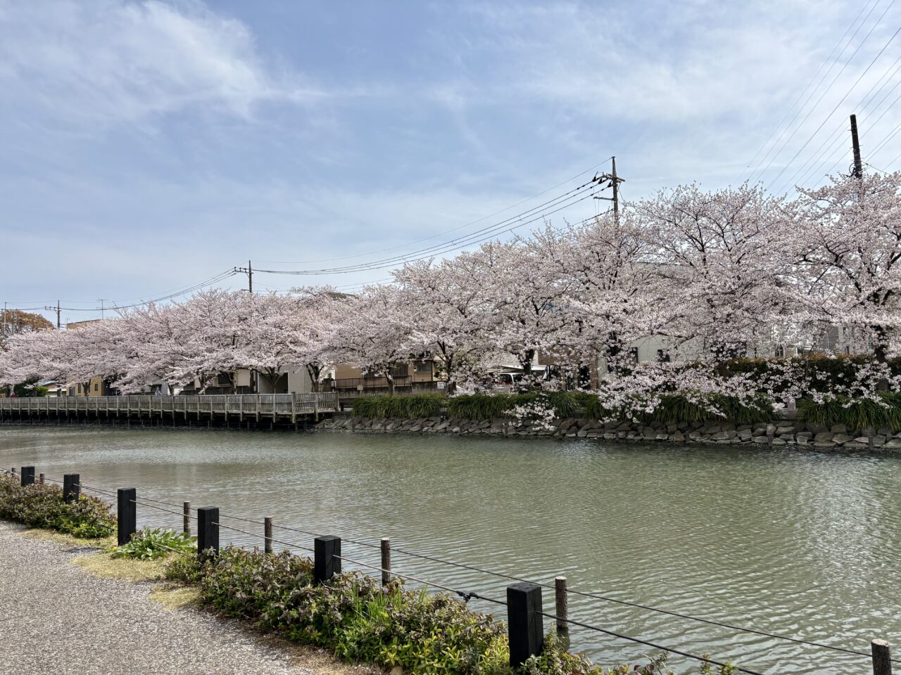 新川さくら館の夜桜ライトアップが延期に