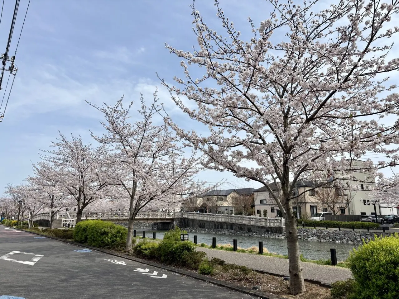 新川さくら館の夜桜ライトアップが延期に
