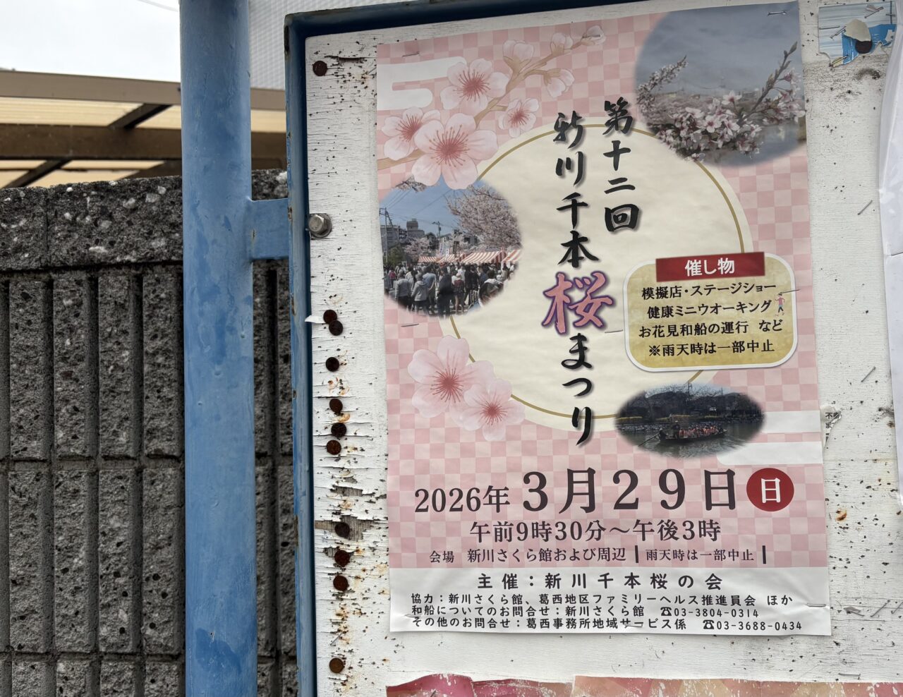 新川さくら館の夜桜ライトアップが延期に