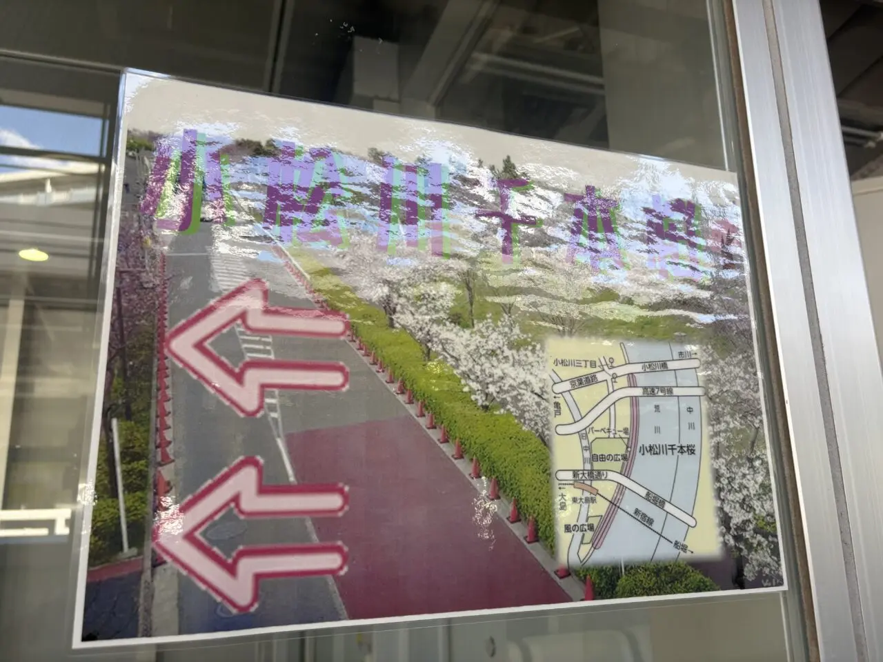 江戸川区の小松川千本桜まつり2026、大島小松川公園