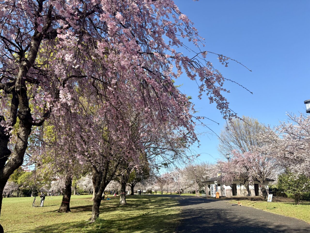 江戸川区の小松川千本桜まつり2026、大島小松川公園