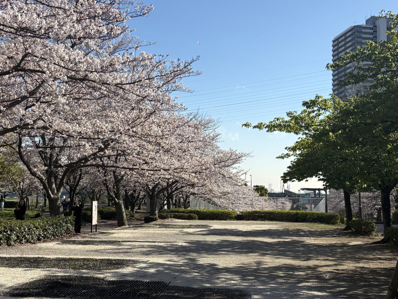 江戸川区の小松川千本桜まつり2026、大島小松川公園