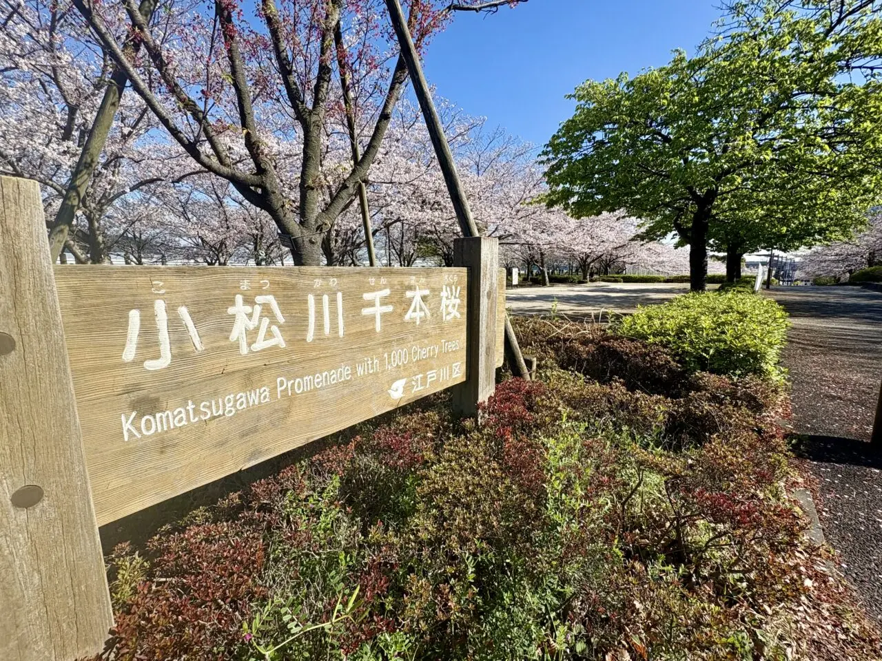 江戸川区の小松川千本桜まつり2026、大島小松川公園