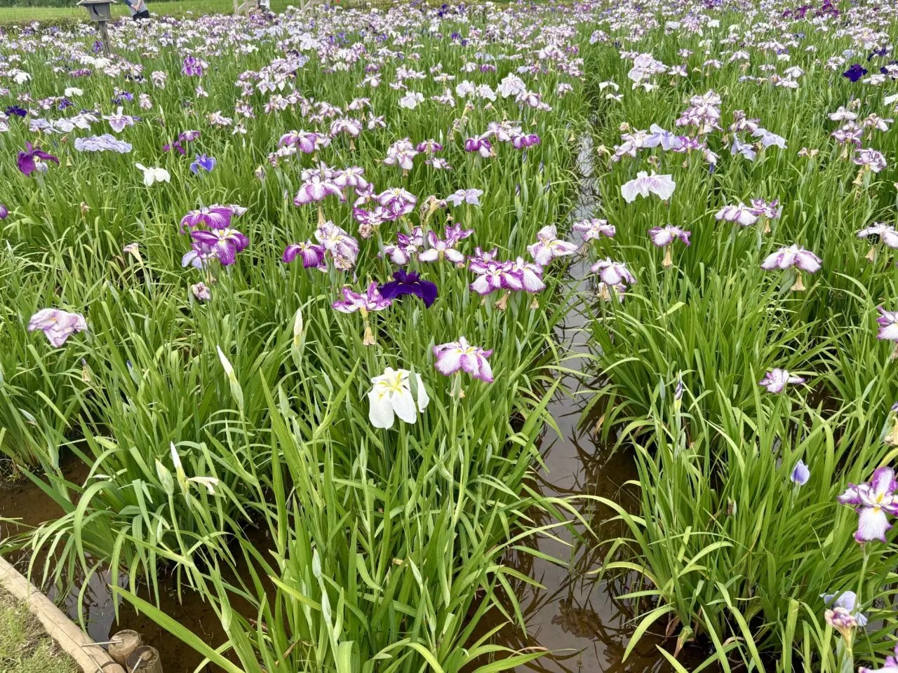 小岩菖蒲園まつりが開催