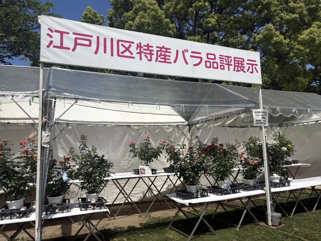 第70回江戸川区特産バラ品評展示即売会