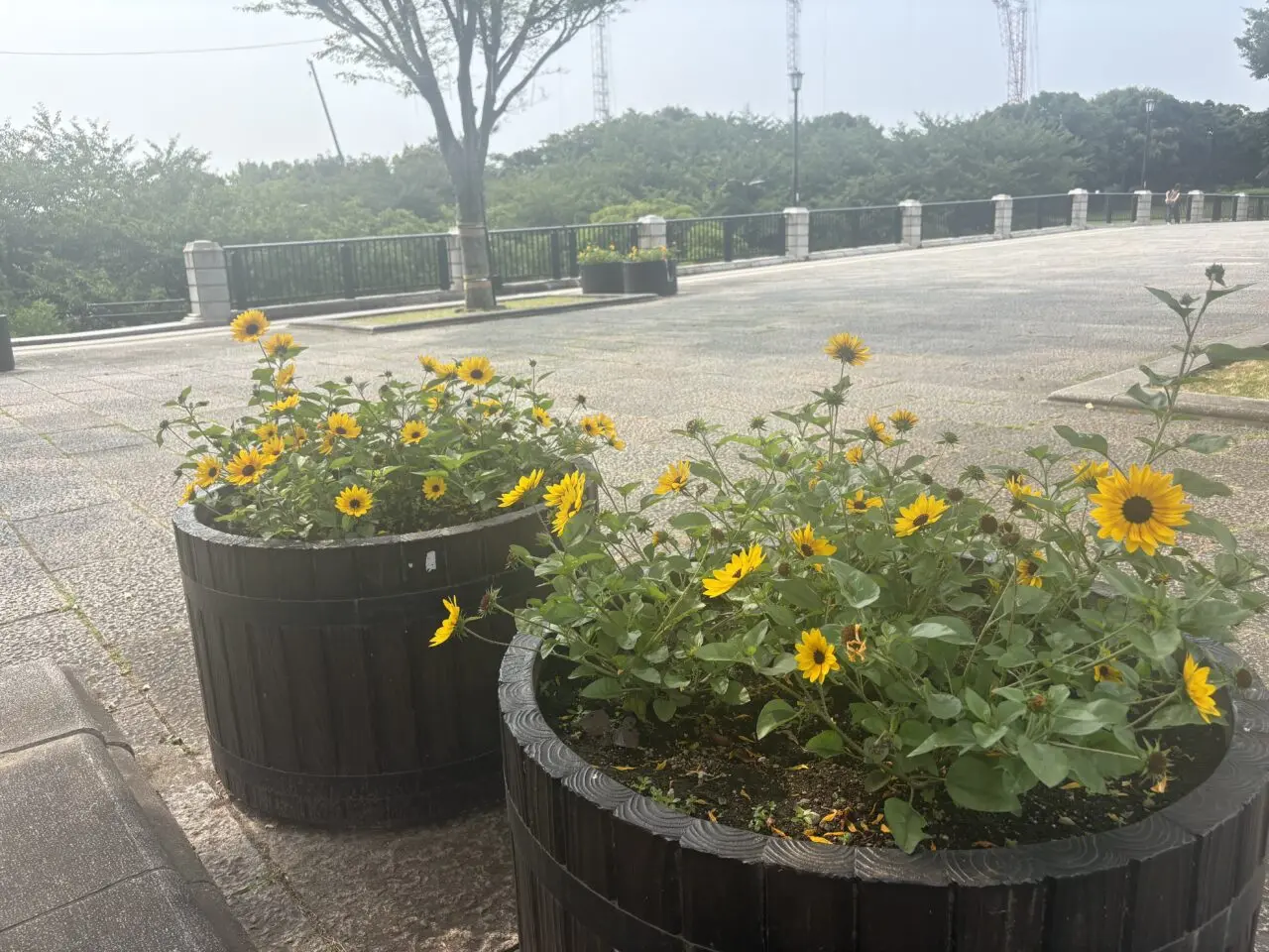 葛西臨海公園で花と光のムーブメントが開催