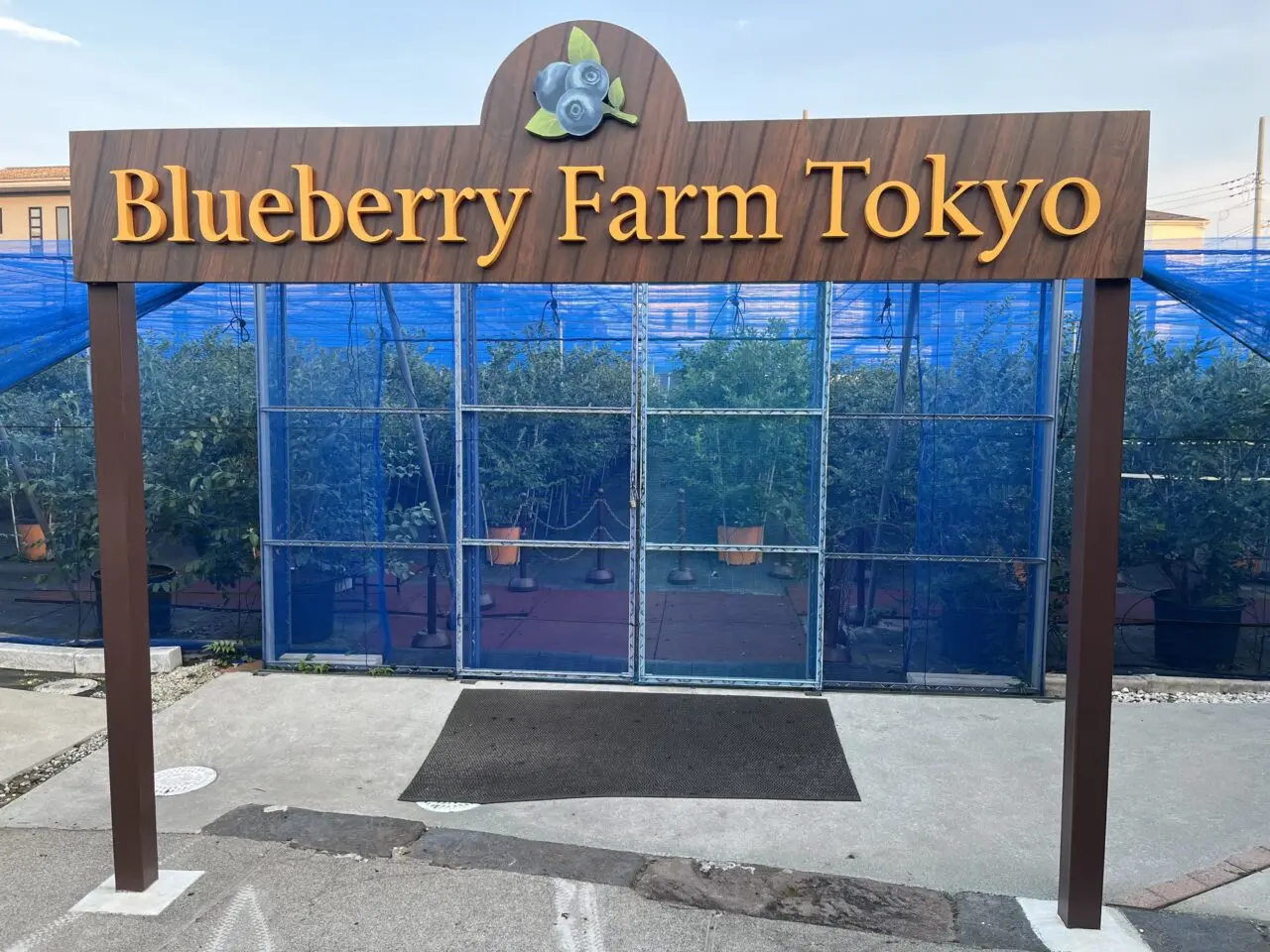 江戸川区のブルーベリーファーム